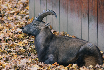 The maned ram eats hay, animal in the zoo, large rounded horns of a ram.