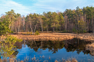 Late autumn on a peat bog.