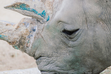 Obraz premium Close up photo of a rhino, big old rhinoceros