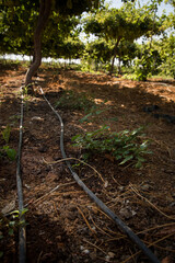 Drip irrigation