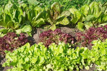 Leaf lettuce of three varieties grows on a bed in the vegetable garden