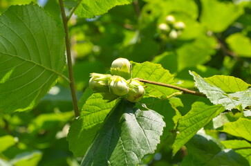Hazel with ripe hazelnuts in the forest