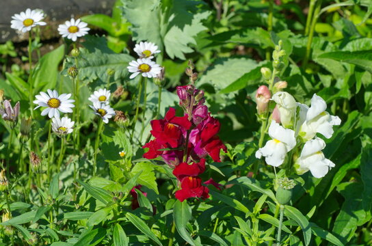 Snapdragon large-flowered (Lat. Antirrhinum) and Dimorphotheca (Lat. Dimorphotheca sinuata) bloom in a flower bed in the garden