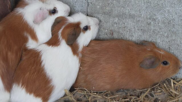 A Group of guinea pigs cornered in Peruvian livestock farming business