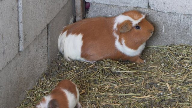Guinea pigs and babies in livestock farming in Per&uacute;, South America