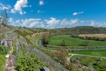 Vineyards at the Enz sloop near Muhlhausen on the Enz