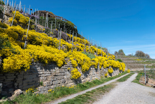 Vineyards at the Enz sloop near Muhlhausen on the Enz