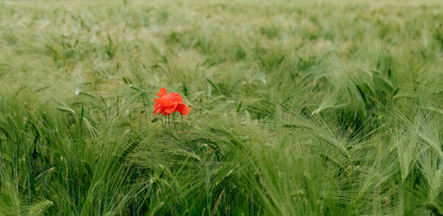 Spring wildflower fields: poppies, cornflowers