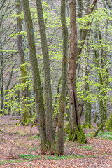 trees in the spring woods