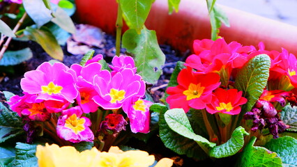 flower pots on the windowsill of a rural house