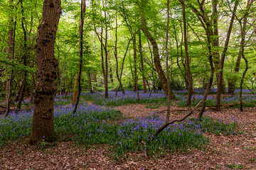 A Bluebell Wood in Sussex on a Spring Morning