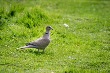 A Eurasian Collared Dove in the Spring Sunshine