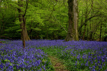 A Bluebell Wood in Sussex on a Spring Morning