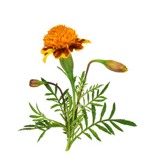 Wild marigold flowers, bud and leaves isolated