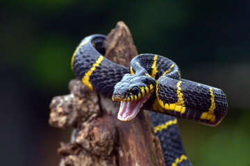 The gold-ringed cat snake in attacking position
