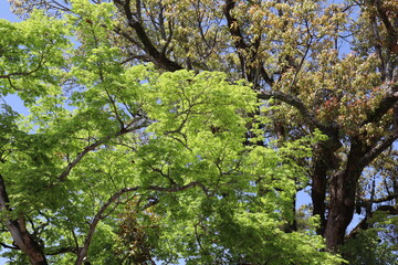 blooming tree in spring