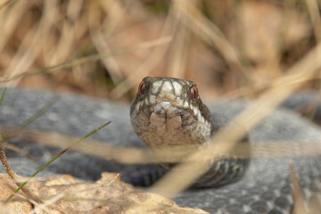 Common European adder or common European viper (Vipera berus) closeup looking straight into the camera.