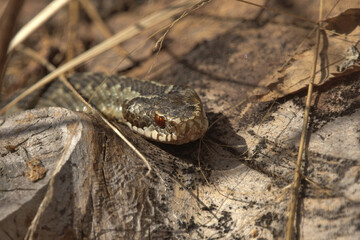 Common European adder or common European viper (Vipera berus) closeup 