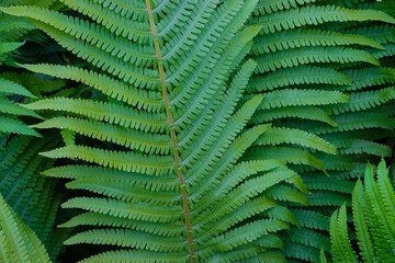 background of fern leaves in the shade of a sunny day
