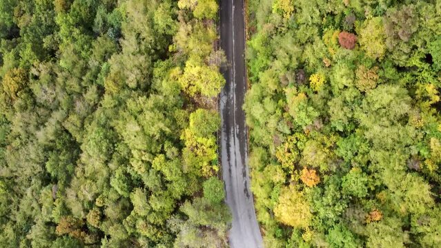 drone footage from above. fly by the forest following the mountain road. No tone correption, the footage will adapt for spring/summer videos