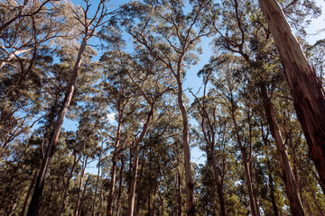 trees in the forest