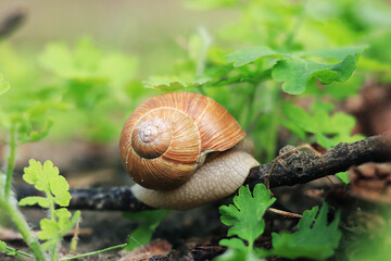 The snail hid in a shell in the forest