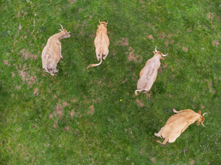 Four cows grazing. Cenital plane