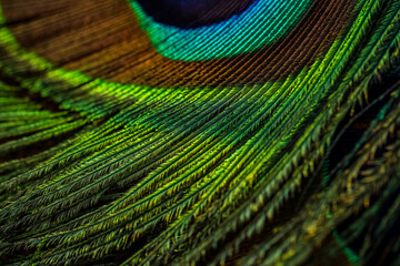 peacock feather background, Peacock feather, Peafowl feather, Bird feather, Closeup of peacock feather.