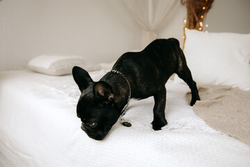  dog sitting on the bed. French Bulldog.