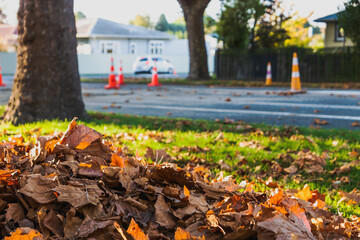 Obraz premium autumn leaves in the park