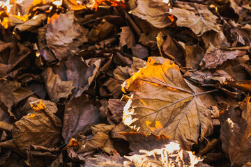 autumn leaves on the ground