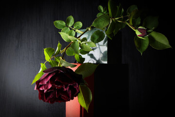 Still life con rose di colore rosso viola intenso. Particolare di un fiore isolato