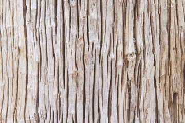 Wooden trunk old surface in natural vertical patterns for light background