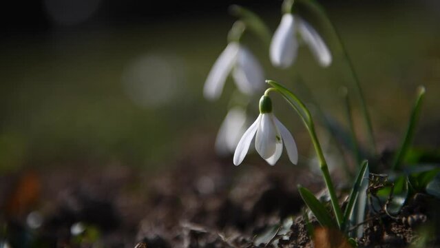 4k video Snowdrops with green grass in sunny day signs of spring