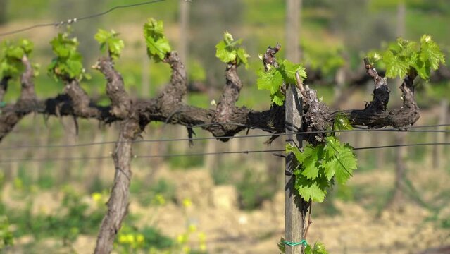 vineyard - grape plant for the production of wine with bunches of grapes undergoing growth - Tuscany, Siena and Montalcino 