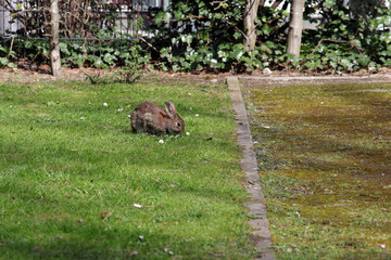 wildkaninchen sitzt im park auf einer wiese