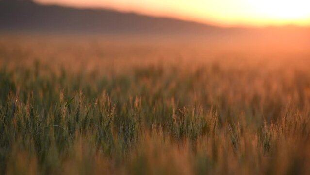 4k video Amazing summer sunrise over a field of wheat grain with warm colours - close up landscape view - agriculture theme