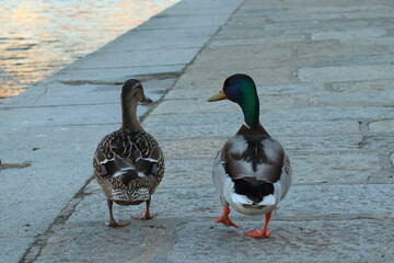 Anas platyrhynchos, male and female together, ducks walking along the river embankment in the city under the bridge