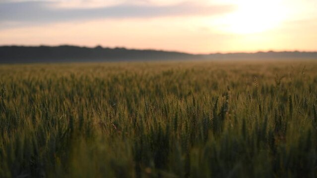 4k video Amazing summer sunrise over a field of wheat grain with warm colours - close up landscape view - agriculture theme