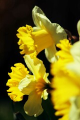 yellow daffodils in spring