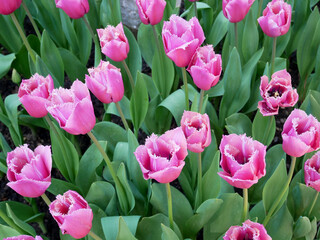 Double pink tulips.