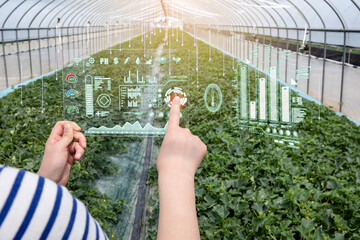 Women who are managing crops using augmented reality devices in melon greenhouses (hologram CG) 