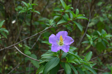 Close up of a purple Eight stamen Osbeckia plant flower with a small white and black spider on a petal
