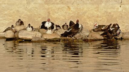 Mallard and muscovy ducks along a pond with a stone wall in a city park in Lisbon, side view 
