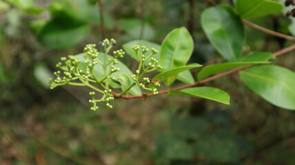 A red weaver ant on top of a yet to bloom bud cluster of Syzygium caryophyllatum plant