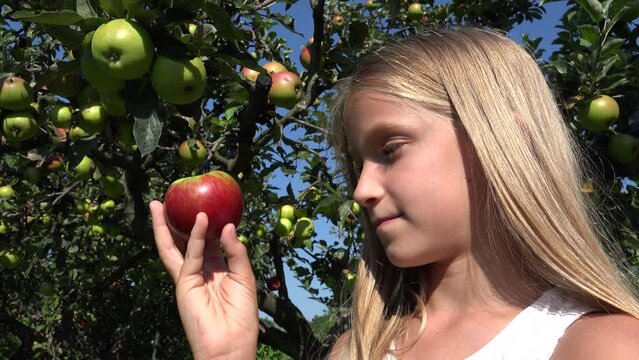 Kid Eating Apple, Rustic Child in Orchard, Tasting Fruits in Tree, Farmer Blonde Girl at Village at Countryside