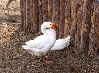The white geese are going to play on the ground. High quality photo