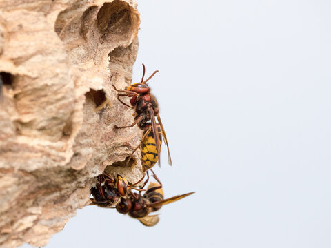 Die Hornisse (Vespa crabro)