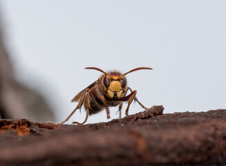 Die Hornisse (Vespa crabro)