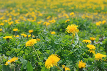 春のタンポポ / Spring Dandelions
